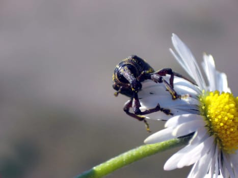 Pine weevil