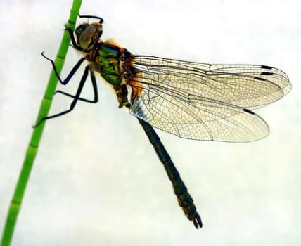 Dragonfly