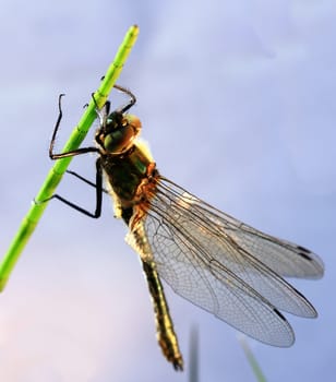 Demoiselle