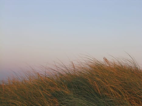 Dune grass at sunset