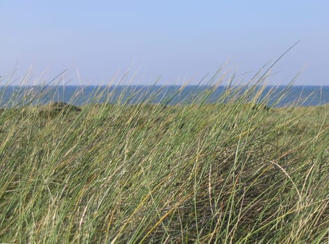 Dune grass