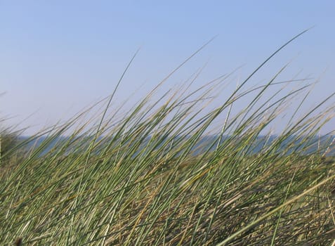 Seagrass2