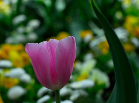 In spring