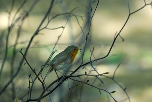 Robin