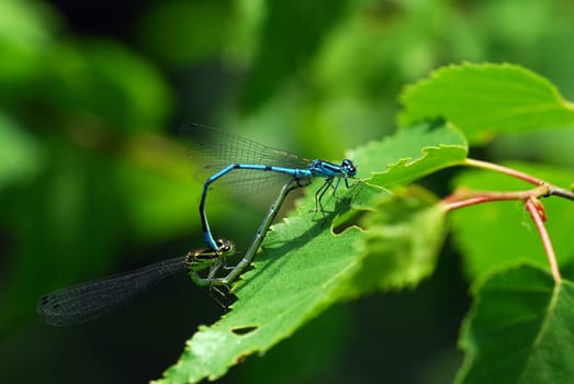 Pair of dragonflies