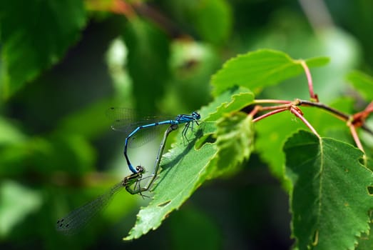 Dragonfly pairs
