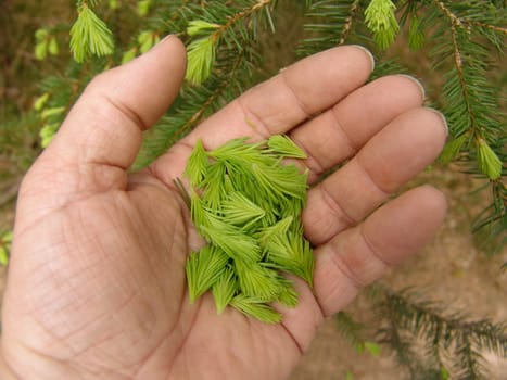 Spruce tops