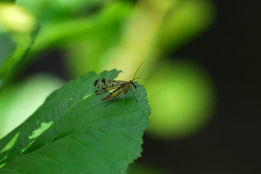 Scorpion fly