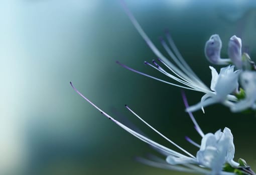 ortosiphon aristatus