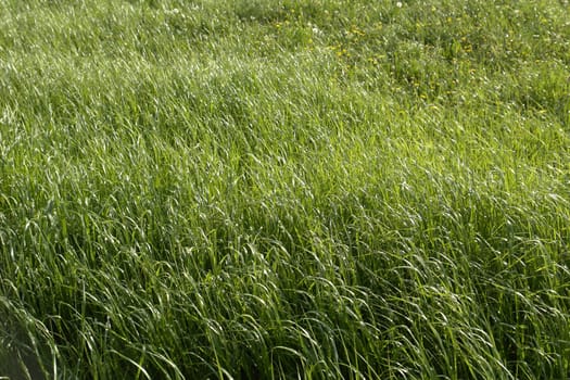 Meadow