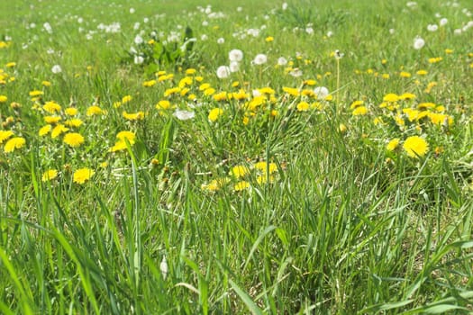 Spring meadow