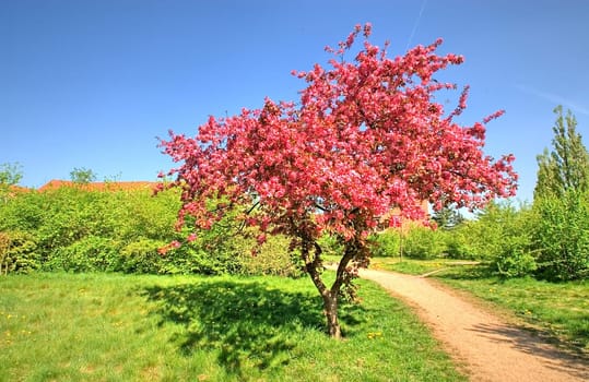 Apple blossom