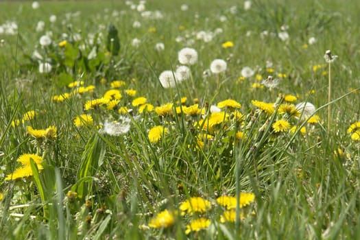 Spring meadow
