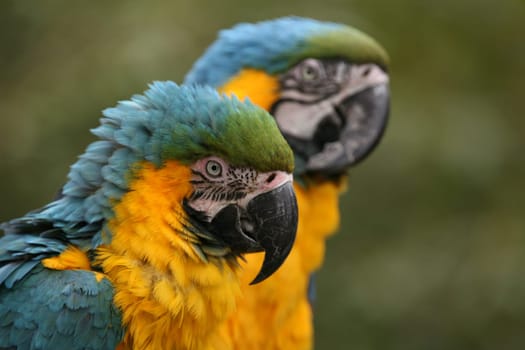 Yellow-breasted macaws