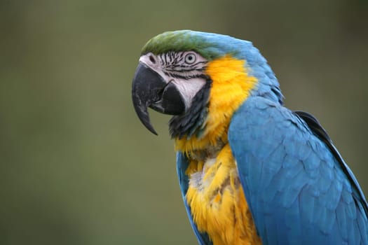 Yellow-breasted macaw