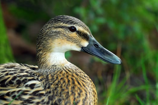 Mallard