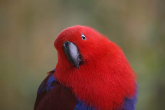 Eclectus roratus (female) - the male is completely different in color (green with red flanks and yellow upper beak). Because of these different colorations,males and females used to be mistaken for different species.