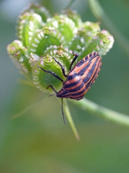 Graphosoma lineatum