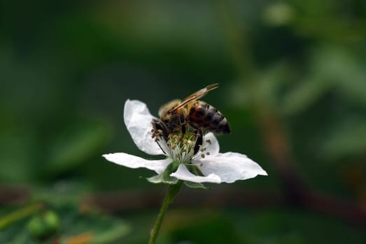 Bee