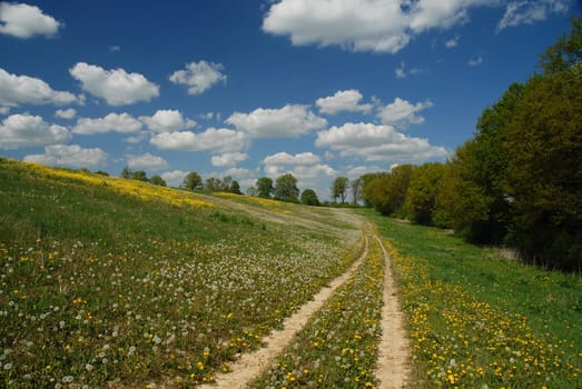 If I got a flower for every time I think of you,I could walk around my garden forever...... Claudia Ghandi