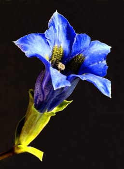 Alpine gentian (Gentiana alpina),blooms from May-August,it is stemless. Flowers have green spots on the inside,purple-blue on the outside,they grow to a height of 15 cm,develop best in partial shade,is a beautiful rock garden plant,the calcareous soil