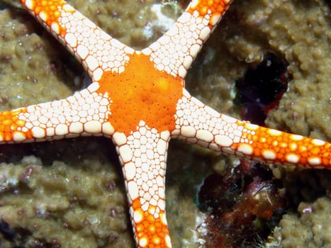 Starfish in the reef