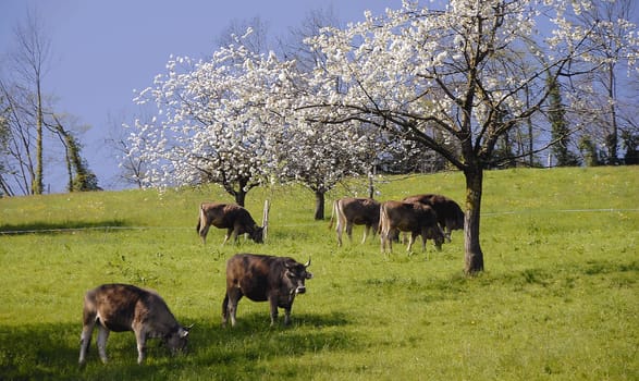 Cow idyll