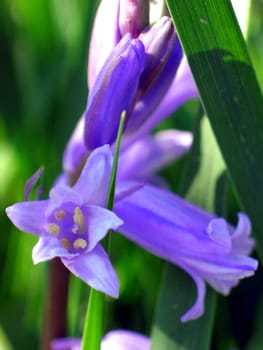 Hyacinth