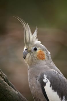 Nymphicus hollandicus