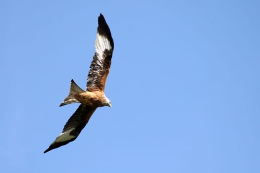 Red kite