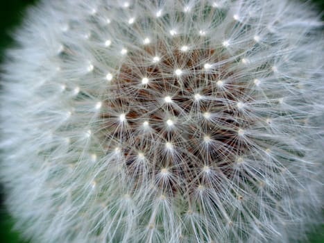 Dandelion