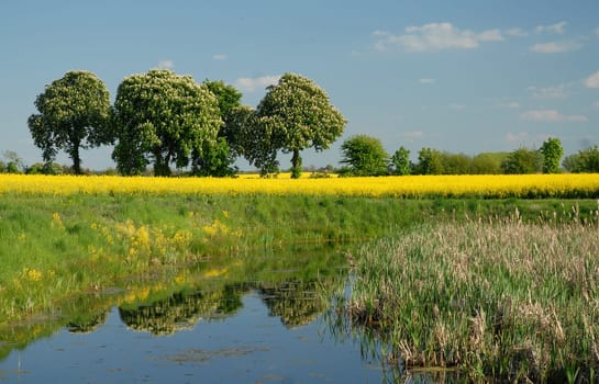 Now everything is kind of falling into place.... Rapeseed blossom and also the blooming chestnuts... only the beautiful weather is gone now!