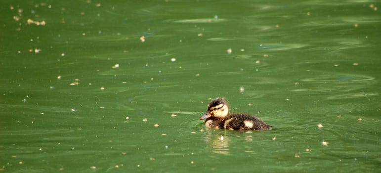 The chick was looking for the mom........ don't worry you were found -)