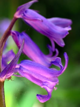 The small lodger sits on the left side of the stem. )