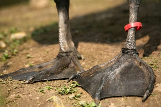 Bird's feet