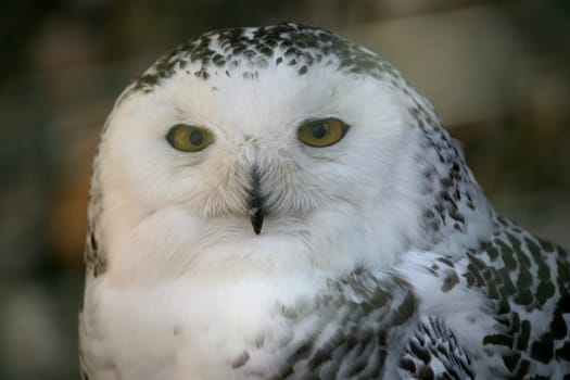 Female