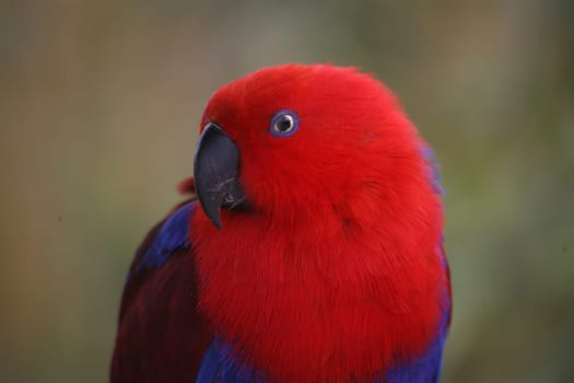 Eclectus roratus (female) - the male is completely different in color (green with red flanks and yellow upper beak). Because of these different colorations,males and females used to be mistaken for different species.