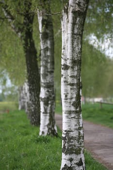 Birches