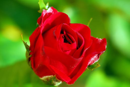 Rosebud