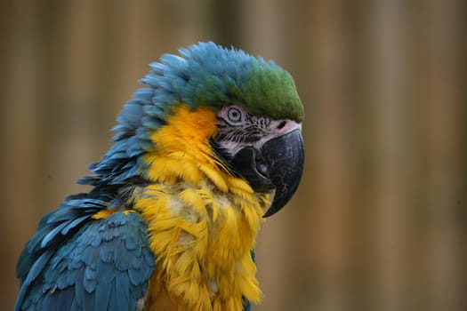 Yellow-breasted macaw