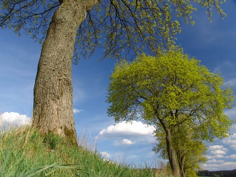 Maple trees