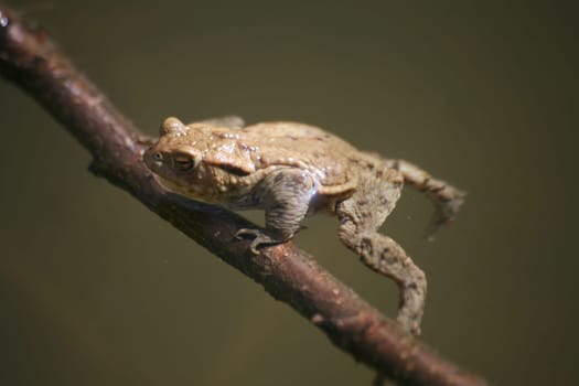 Common toad