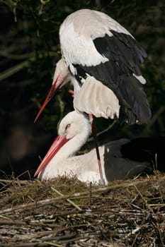 Pair of storks in their nest