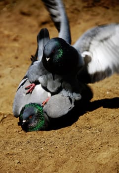 Attack of the killer pigeon