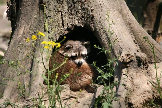 In a hollow of a tree