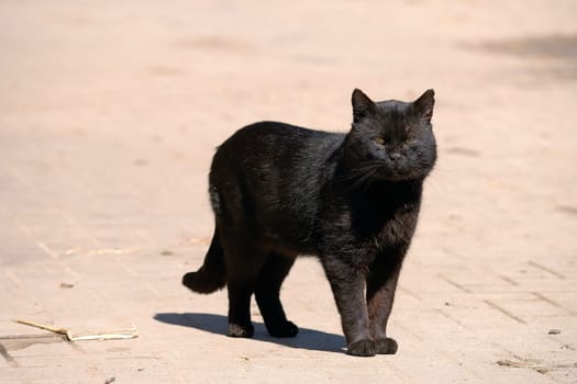 As you can easily see,this cat has already been through a lot.