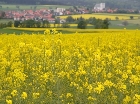 Spring Landscape