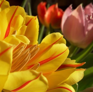 Colorful tulips
