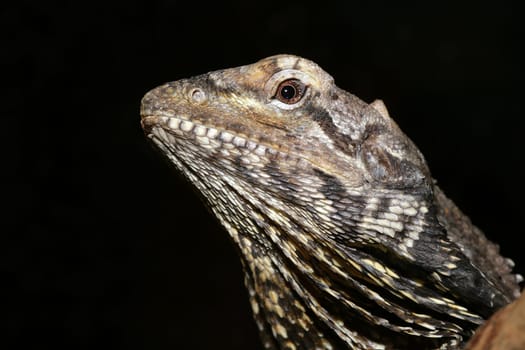 They are yellow-brown to grey-brown to black-brown in colour. The lizard is characterized by a long tail,which is two-thirds of its body length,and a large,collar-shaped fold of skin that lies below the head and laterally. The K-r