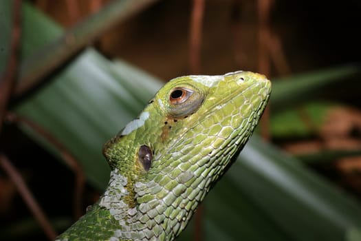 Gecko